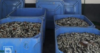 A GNR relembra que a captura de sardinha encontra-se interdita em Portugal
