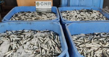 GNR – Matosinhos – Apreensão de 421 quilos de bivalves e 100 quilos de polvo subdimensionado