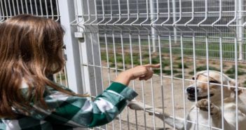 Santo Tirso é o município com maior recolha animal