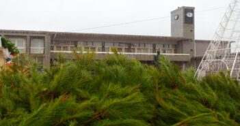 Câmara de Santo Tirso oferece pinheiros de Natal