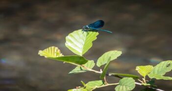Município de Santo Tirso volta a ser distinguido com a bandeira verde – ECOXXI