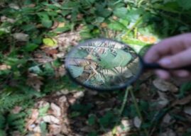 Rota da Sustentabilidade chegou a 1250 alunos do 1.º ciclo.