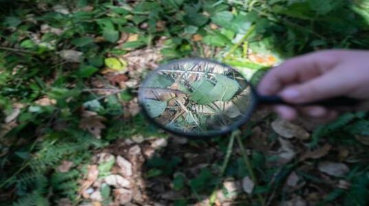 Rota da Sustentabilidade chegou a 1250 alunos do 1.º ciclo.