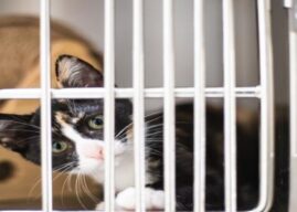 Canil/Gatil municipal com maior número de adoções de sempre em 2025!