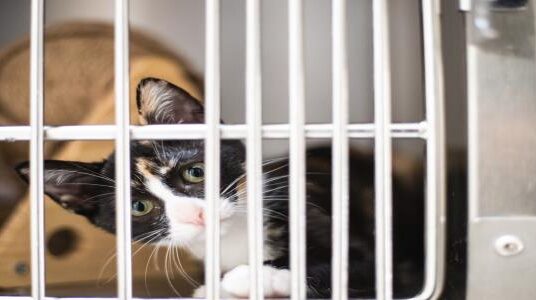 Canil/Gatil municipal com maior número de adoções de sempre em 2025!